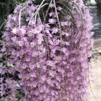 Dendrobium aphyllum-Flowering Size